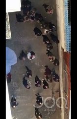 Dhëndri dhe nusja mposhtin të ftohtin