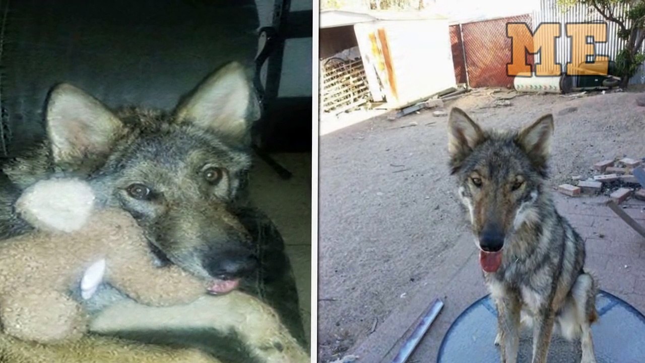 Creyó Que Había Adoptado a Un Adorable Perrito, Pero Al Final Se Llevó Una Gran Sorpresa