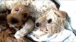Golden Doodle Puppies Twin Sisters playing together set to Nursery Rhymes