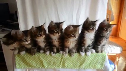 First you put your two knees ....