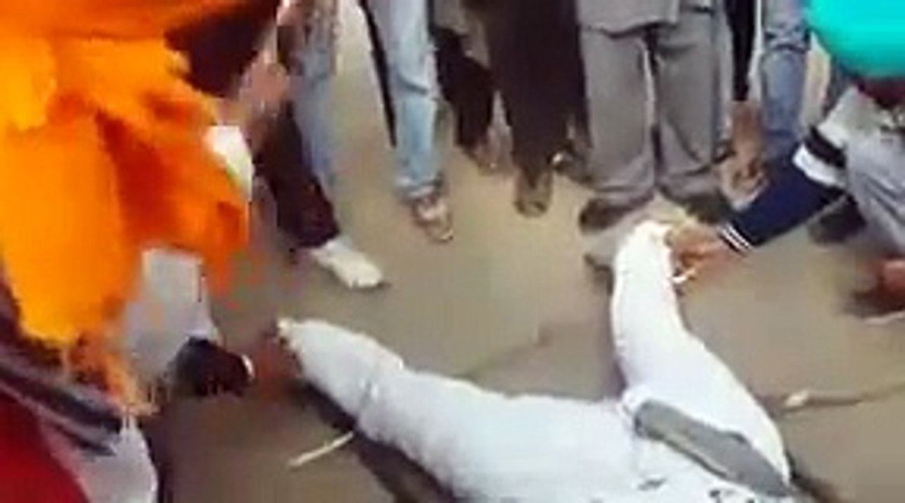 protest against maluka1