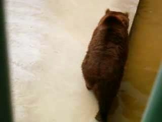 oh lé petits nounours!!!!