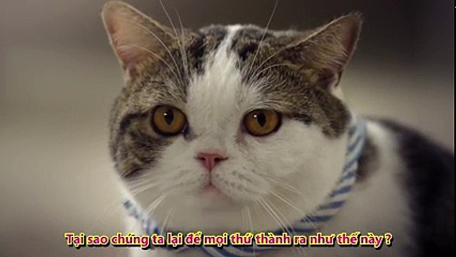 Mèo mập và đồng bọn - Quảng cáo Thái Lan hài hước và dễ thương