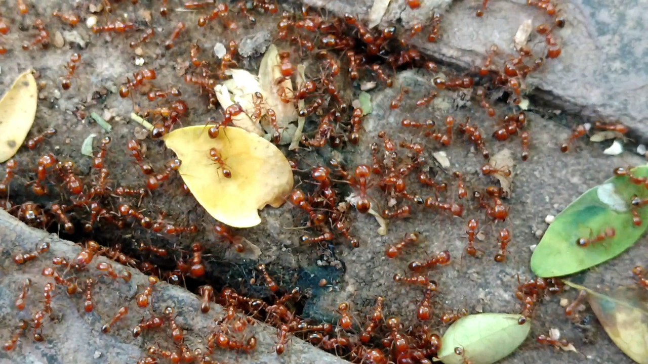 ant Flock Fighting among themselves.