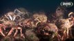 آسٹریلیا -سمندر میں لاکھوں کیکڑے جمع ہونے کا دلچسپ منظر-Inm1mF53Vrs