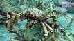آسٹریلیا -سمندر میں لاکھوں کیکڑے جمع ہونے کا دلچسپ منظر-HplihpGI_pI