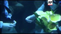 امریکہ کے ایکوریم میں زیر آب شادی کی تقریب،آبی مخلوق بھی شریک-mHphyX4uV-0