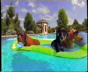 Muertos de risa: Perros (2)