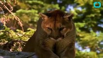 کولوراڈو میں ماں نے شیر کے منہ میں ہاتھ ڈال کر اپنا بچہ بچا لیا-37t9obNsti4