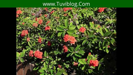 Vận Xui Đeo Bám Nếu Bạn Trồng Cây Này Trong Vườn Nhà.