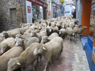 250 moutons dans les rues...
