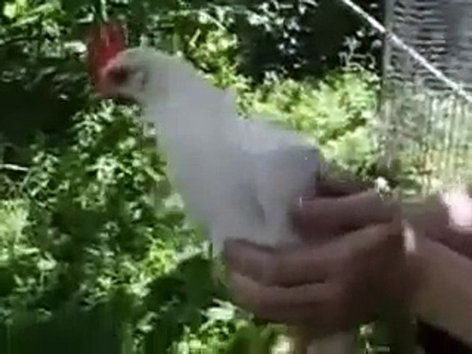 Курица Андроид