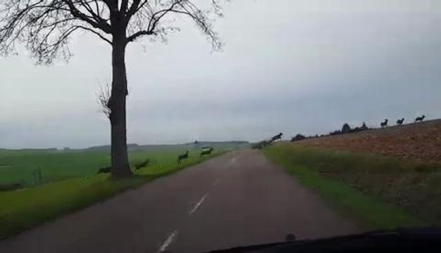 [VIDEO] Une harde de dizaines de cerfs et de biches près de...