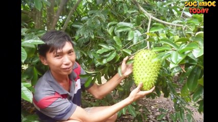 Loại cây tiêu diệt tế bào ung thư mạnh gấp 10000 lần xạ trị mọc đầy Việt Nam