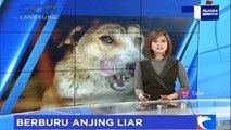 Meresahkan, Anjing Liar Diburu Warga