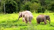 Elephants for Kids - Elephants Playing - African Animals