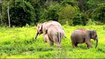 Elephants for Kids - Elephants Playing - African Animals