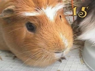 Concours Beaute #4 Groupe 1