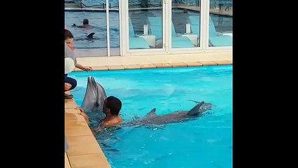 Дельфін вкусив за зад //   Dolphin bitten in the ass