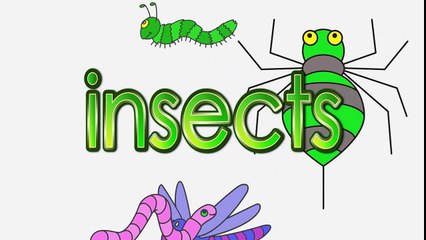 Learn Insects _ Talking Flashcards-Z6PjHcBdNgk