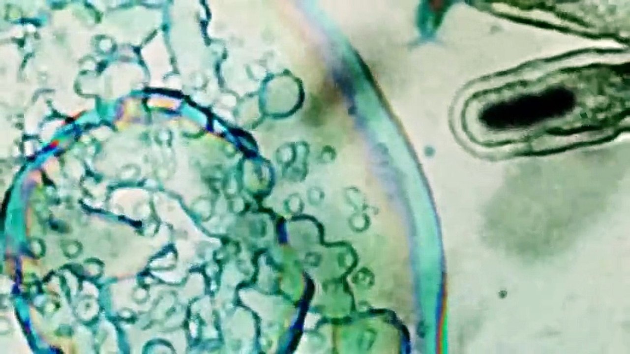 EL ARCA - Explorando la Mente Humana