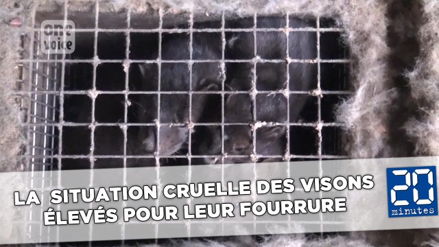 Les conditions inhumaines des visons élevés pour leur fourrure