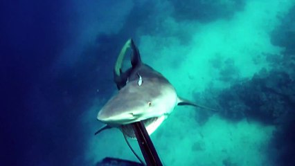 Un requin attaque un pêcheur sous-marin
