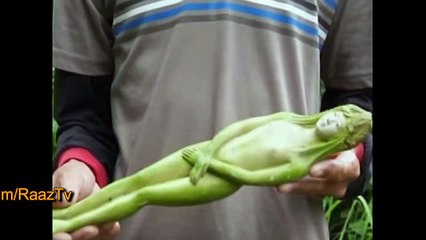 وہ درخت جس پر عورت کی شکل کا پھل لگتا ہے،-KX5b9ezrr6k