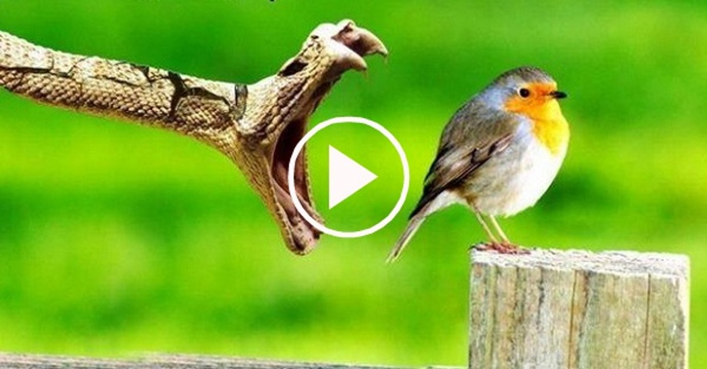 Black Rat Snake Eats a House Sparrow | attack of cobra snake over sparrow