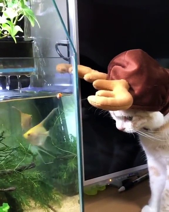 Moment "tendresse" entre un chat et des poissons d'aquarium...Petits bisous