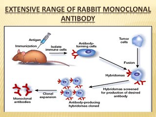 Bostonmolecules offers the Rabbit Monoclonal Antibody