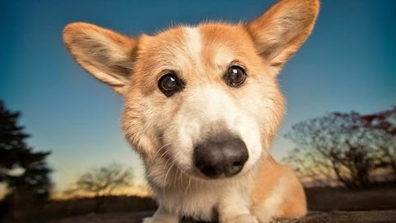 Sns7 essayer de ne pas rire special animaux 1 picture