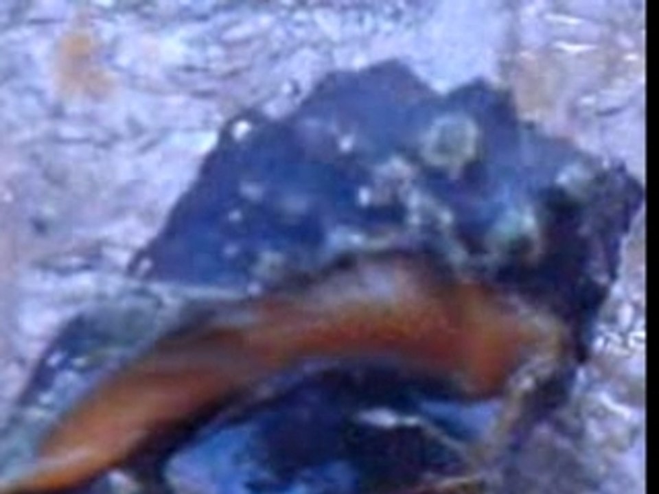 La Video ki ser a rien ..