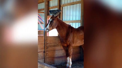 Quand un cheval est meilleur pote avec une poule