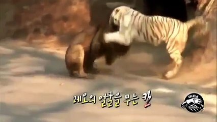 lion vs tiger real fight best compilation ever HD