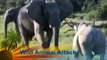 Most Amazing Wild Animal Attacks - Prey Animals vs Predator Fight Back   Elephant Vs Rhino Real Figh