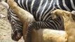 Most Amazing Wild Animal Attacks - Prey Animals vs Predator Fight Back   Zebra attack and kill lion
