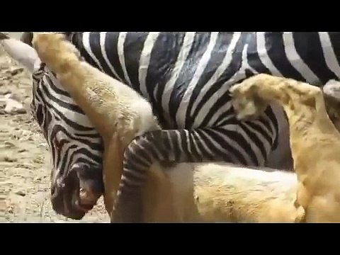 Most Amazing Wild Animal Attacks - Prey Animals vs Predator Fight Back Zebra attack and kill lion