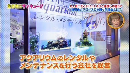 マンチカンの子猫 ニモとドリーに癒される猫 【生き物にサンキュー!!より】