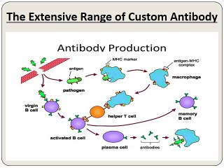 Bostonmolecules Offers the High Quality Custom Antibody