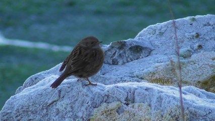 Sortie au légué Baie de Saint Brieuc