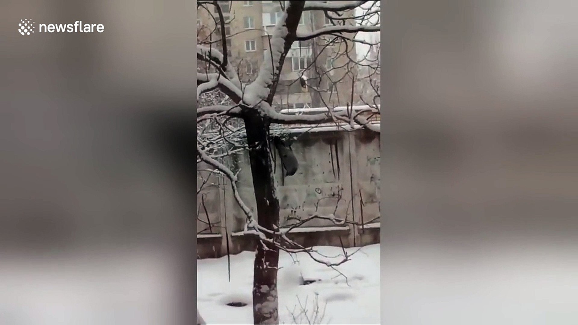 Crow hangs upside down on snowy tree - video Dailymotion