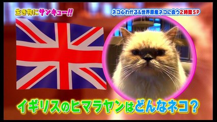 イギリス原産 ヒマラヤンの子ネコ!! - YouTube