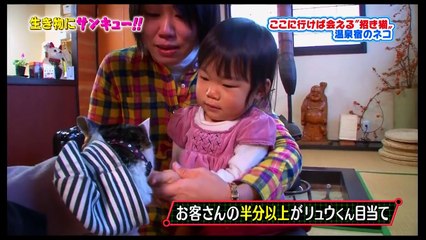 おもてなしの心を持つ温泉宿の看板ネコ!! 接客大好き働き者のホステスネコ!! お茶屋さんの看板ネコ兄妹!! 「生き物にサンキュー!」