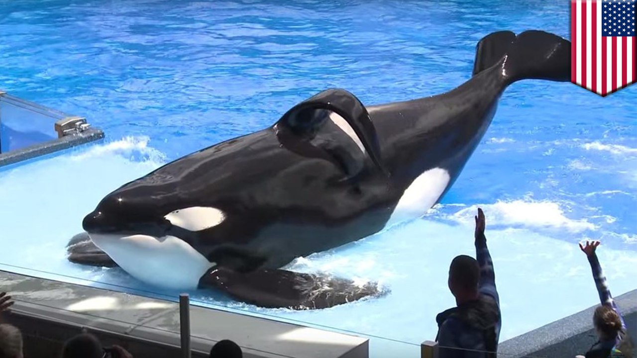 Seaworld killer whale dies: Tilikum the Blackfish orca who killed trainer has died - TomoNews