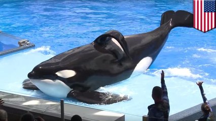 Seaworld killer whale dies: Tilikum the Blackfish orca who killed trainer has died - TomoNews