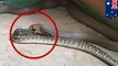 Snake eats snake alive: Deadly brown snake eats carpet python in rare Australia video - TomoNews