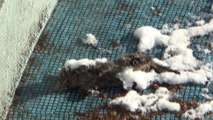 www.ereglionder.com.tr eregli kar yagisi soguk buz kedi dondu