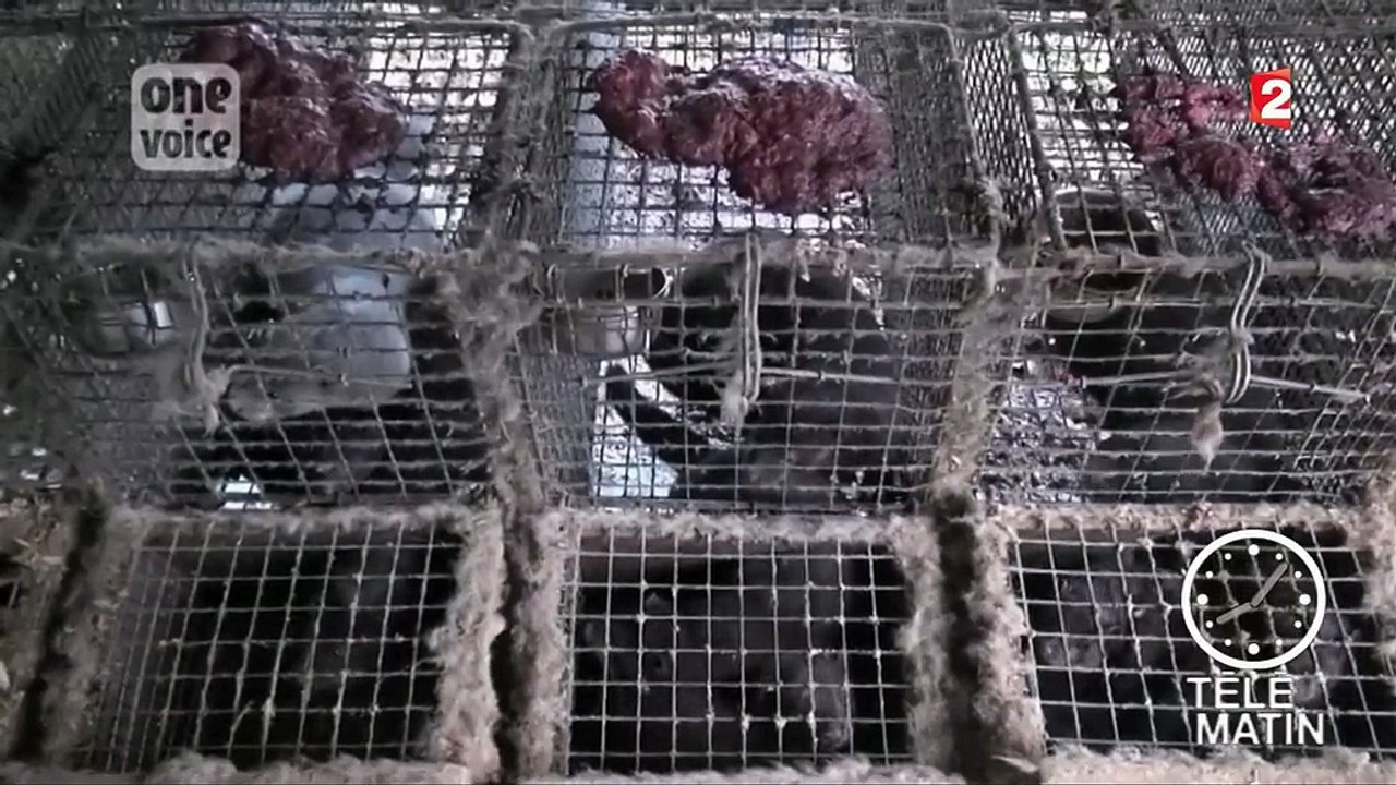 Fourrure : des élevages de visons fait scandale
