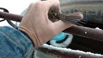 Homem salva pássaro preso em poste congelado com a sua própria respiração